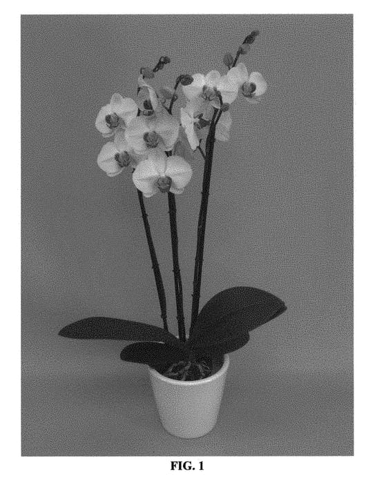 Figure 1 of US plant patent PP30582, the photograph of PHALCUVAK printed in the patent.