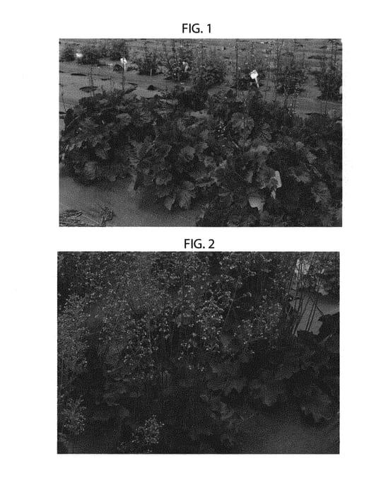 Figure 1 of US plant patent PP30583, the photograph of TNHEUNEB printed in the patent.