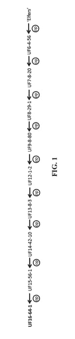 Figure 1 of US plant patent PP30584, the photograph of UF16-64-1 printed in the patent.