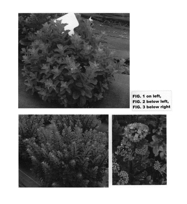 Figure 1 of US plant patent PP30587, the photograph of TNSEDDM printed in the patent.