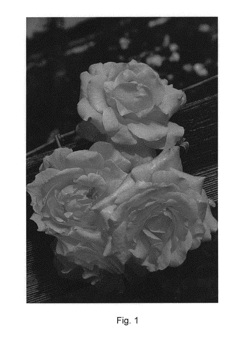 Figure 1 of US plant patent PP30588, the photograph of KORtangenu printed in the patent.