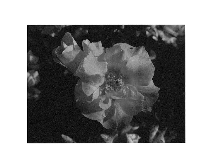 Figure 1 of US plant patent PP30589, the photograph of SPROLEMANGO printed in the patent.