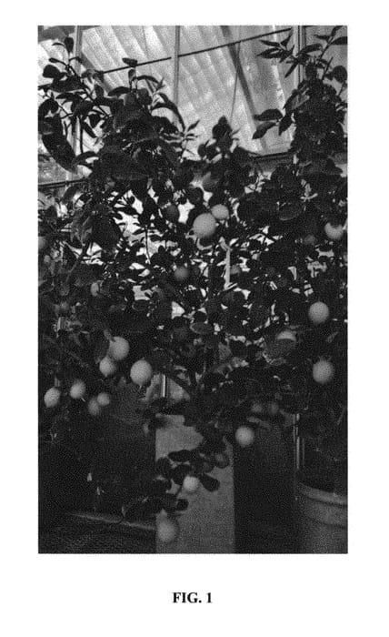 Figure 1 of US plant patent PP30590, the photograph of First Canadian Golden printed in the patent.