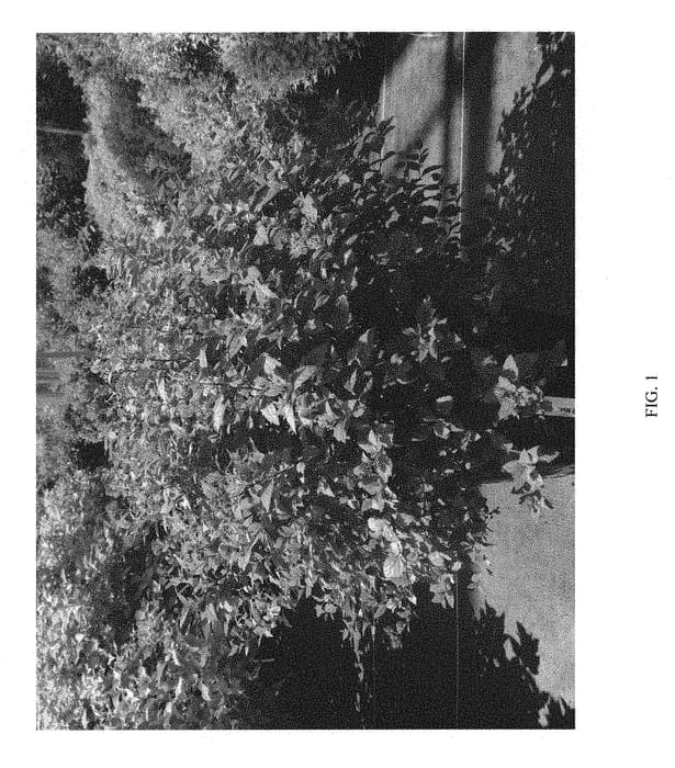Figure 1 of US plant patent PP30591, the photograph of SMSJMLA printed in the patent.