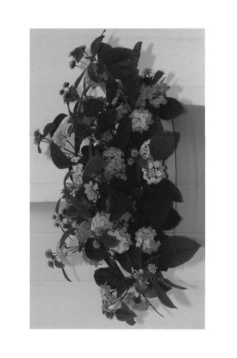 Figure 1 of US plant patent PP30592, the photograph of DLANTAN95 printed in the patent.