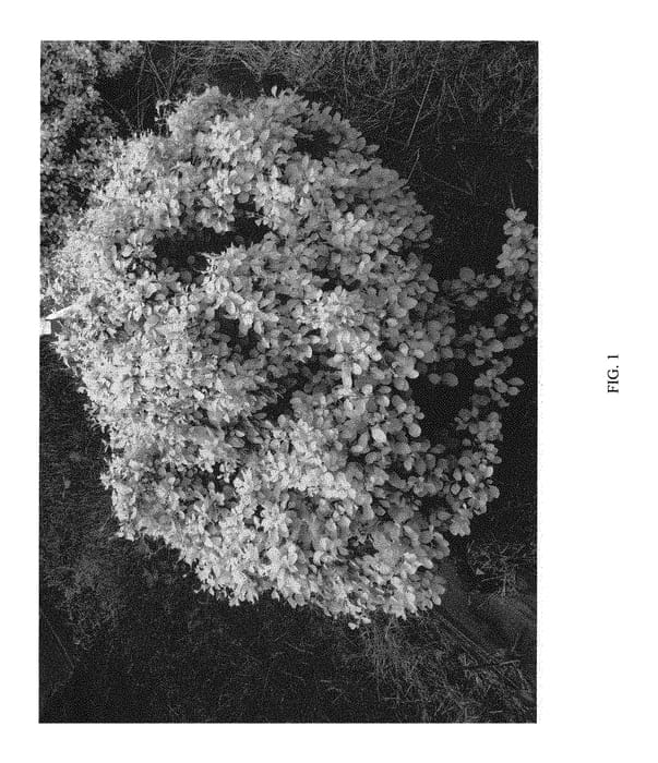 Figure 1 of US plant patent PP30593, the photograph of SMBTJ printed in the patent.