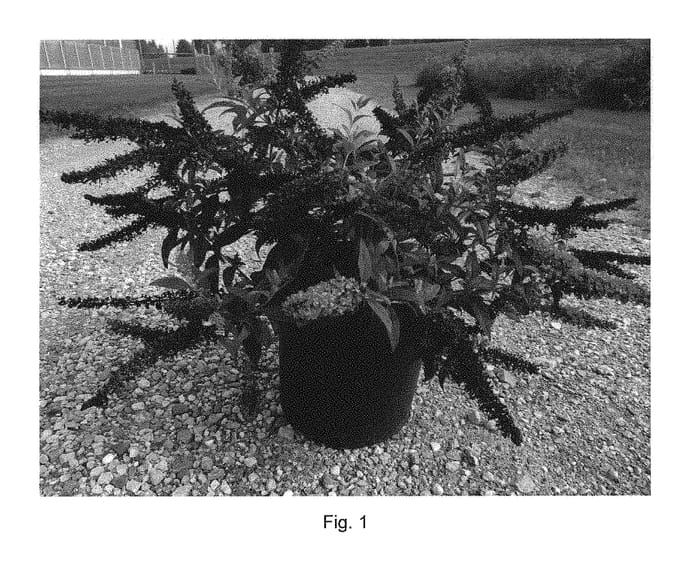 Figure 1 of US plant patent PP30595, the photograph of SRPbudsan printed in the patent.