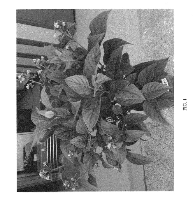 Figure 1 of US plant patent PP30596, the photograph of MONPULSEL printed in the patent.