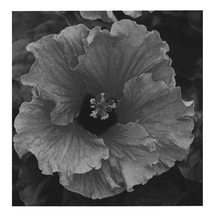 Figure 1 of US plant patent PP30597, the photograph of JBG 14006 printed in the patent.