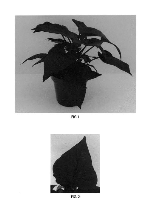 Figure 1 of US plant patent PP30598, the photograph of Balsolabart printed in the patent.