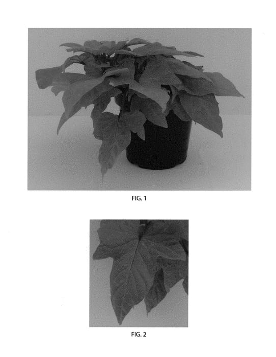 Figure 1 of US plant patent PP30599, the photograph of Balsolalimart printed in the patent.