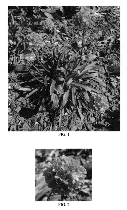 Figure 1 of US plant patent PP30600, the photograph of Dream Weaver printed in the patent.