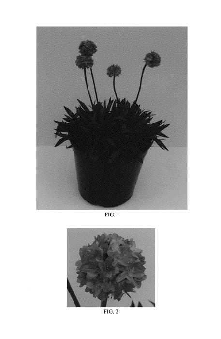 Figure 1 of US plant patent PP30601, the photograph of Dreamland printed in the patent.