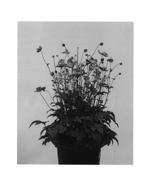 Figure 1 of US plant patent PP30602, the photograph of ANEM081 printed in the patent.