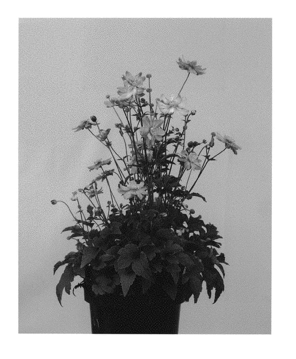 Figure 1 of US plant patent PP30603, the photograph of ANEM080 printed in the patent.