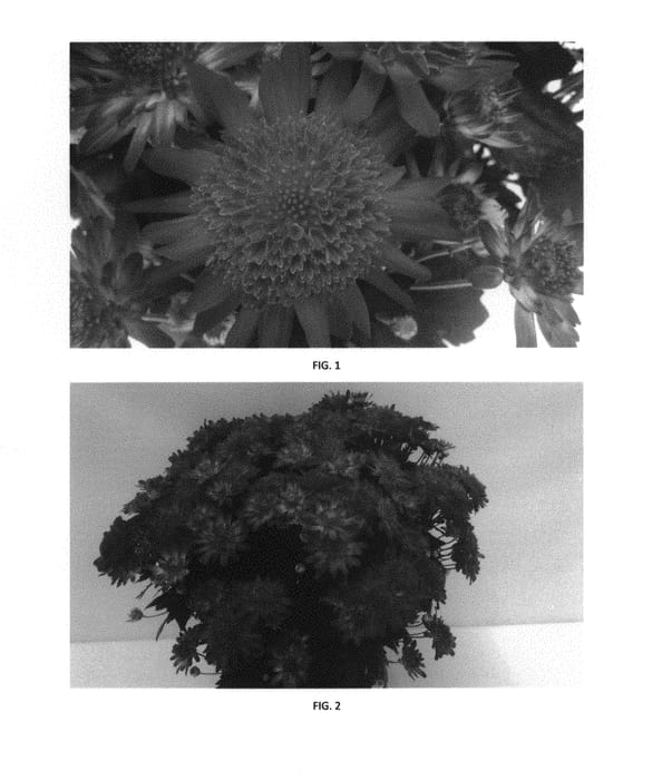 Figure 1 of US plant patent PP30604, the photograph of CIFZ0072 printed in the patent.
