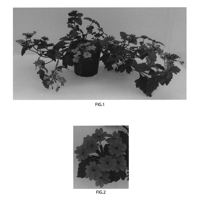 Figure 1 of US plant patent PP30605, the photograph of Balfireape printed in the patent.