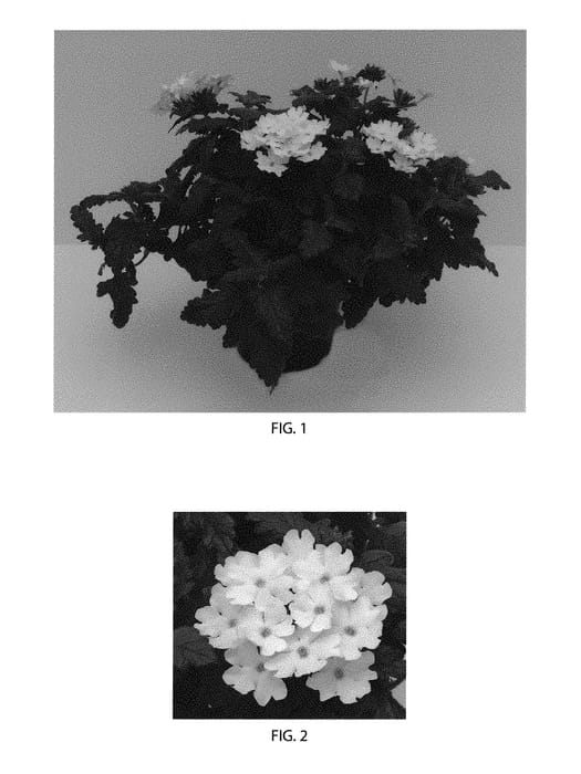 Figure 1 of US plant patent PP30606, the photograph of Balcadite printed in the patent.