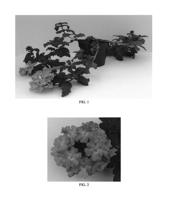 Figure 1 of US plant patent PP30607, the photograph of Balfirelav printed in the patent.