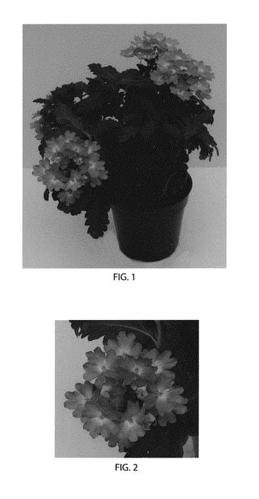 Figure 1 of US plant patent PP30608, the photograph of Balcadavlu printed in the patent.
