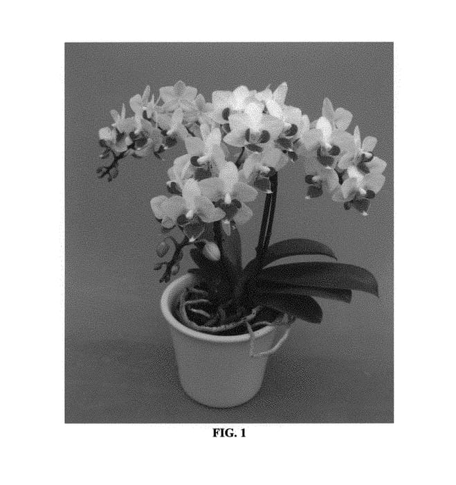 Figure 1 of US plant patent PP30609, the photograph of PHALFYTYO printed in the patent.