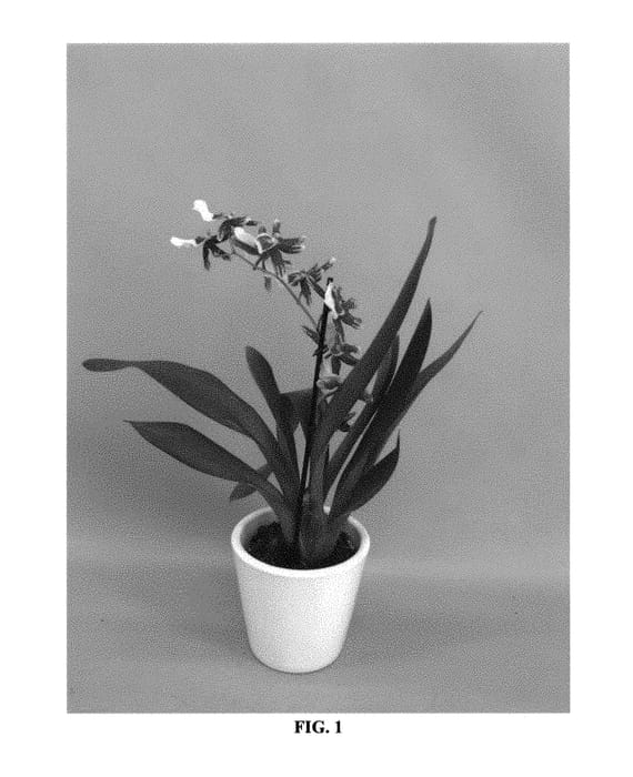 Figure 1 of US plant patent PP30610, the photograph of CAMBIMWIK printed in the patent.