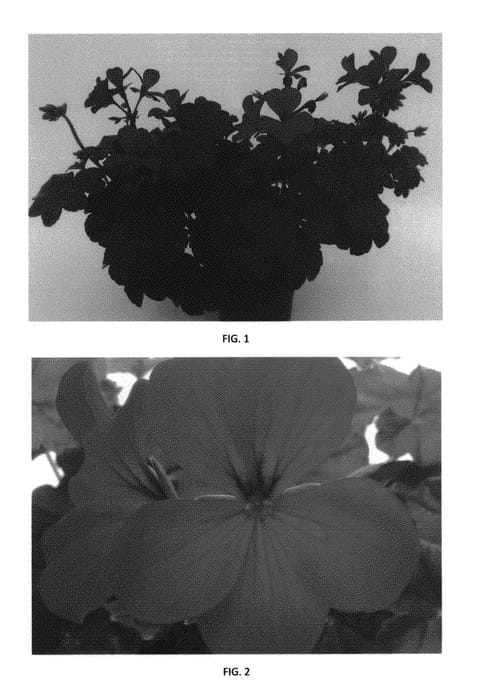 Figure 1 of US plant patent PP30611, the photograph of PEQZ0047 printed in the patent.