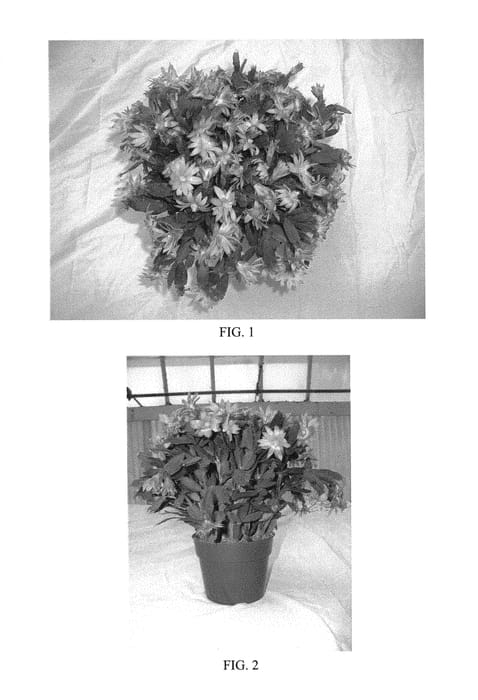 Figure 1 of US plant patent PP30612, the photograph of BCSU-97.002 printed in the patent.