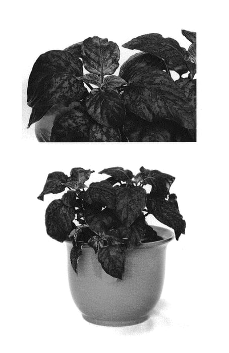 Figure 1 of US plant patent PP30613, the photograph of G14157 printed in the patent.