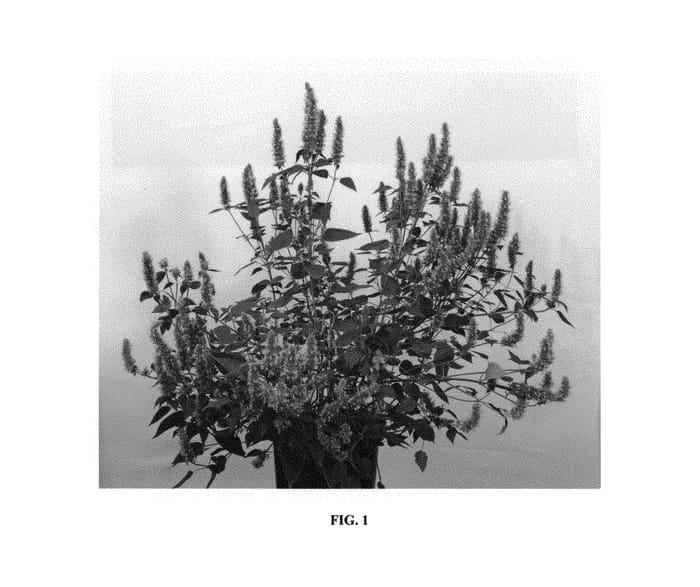 Figure 1 of US plant patent PP30614, the photograph of Agapd printed in the patent.