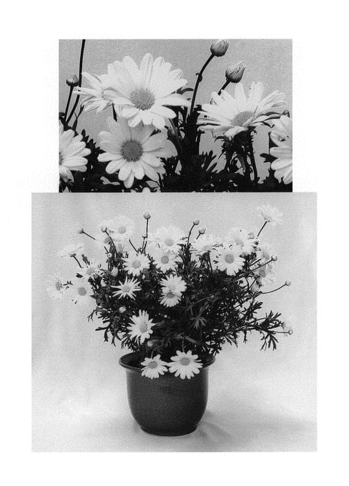 Figure 1 of US plant patent PP30615, the photograph of G15101 printed in the patent.