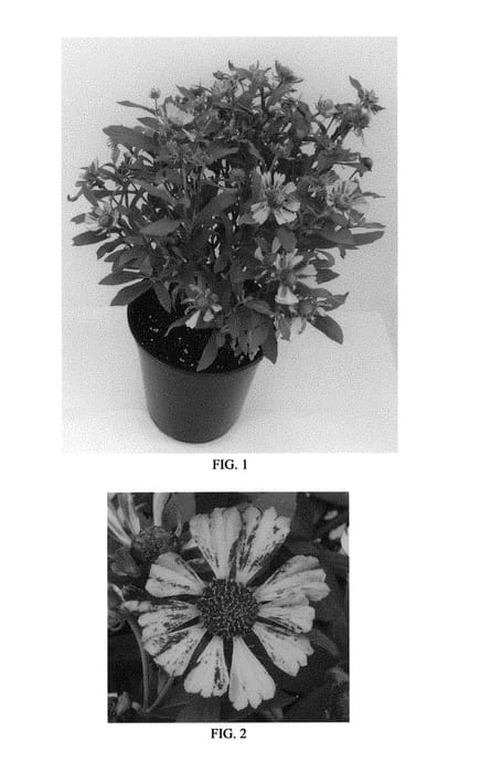 Figure 1 of US plant patent PP30616, the photograph of Balsaluglo printed in the patent.