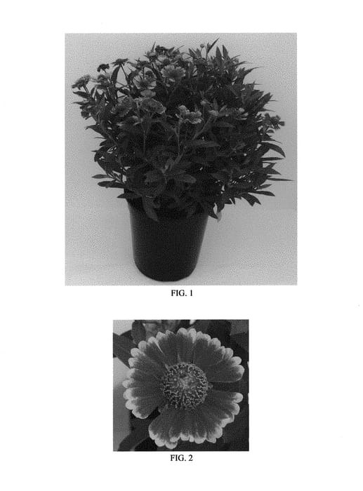 Figure 1 of US plant patent PP30617, the photograph of Balsaluemb printed in the patent.