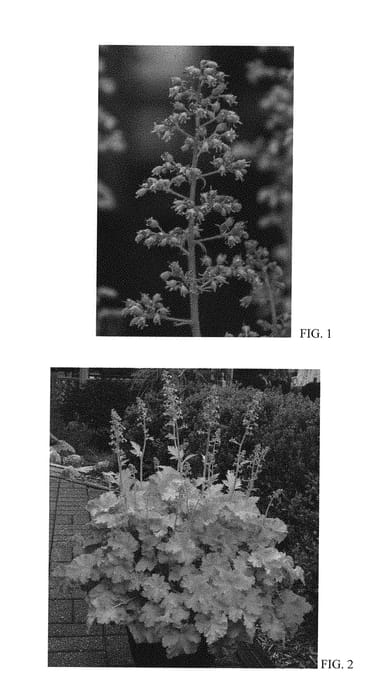 Figure 1 of US plant patent PP30618, the photograph of Twist of Lime printed in the patent.
