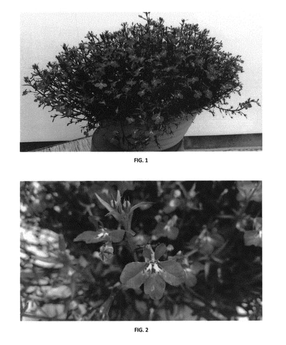 Figure 1 of US plant patent PP30619, the photograph of LOBZ0014 printed in the patent.