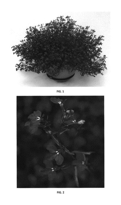 Figure 1 of US plant patent PP30620, the photograph of LOBZ0015 printed in the patent.
