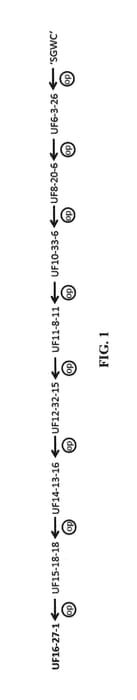 Figure 1 of US plant patent PP30621, the photograph of UF16-27-1 printed in the patent.