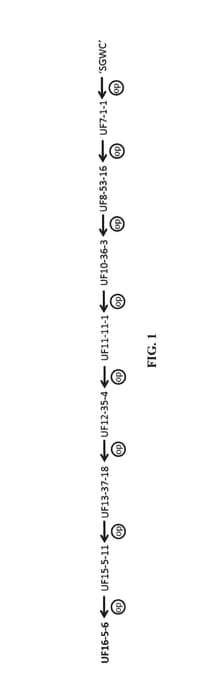 Figure 1 of US plant patent PP30622, the photograph of UF16-5-6 printed in the patent.