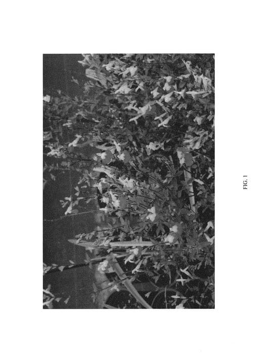 Figure 1 of US plant patent PP30623, the photograph of Roseburg printed in the patent.