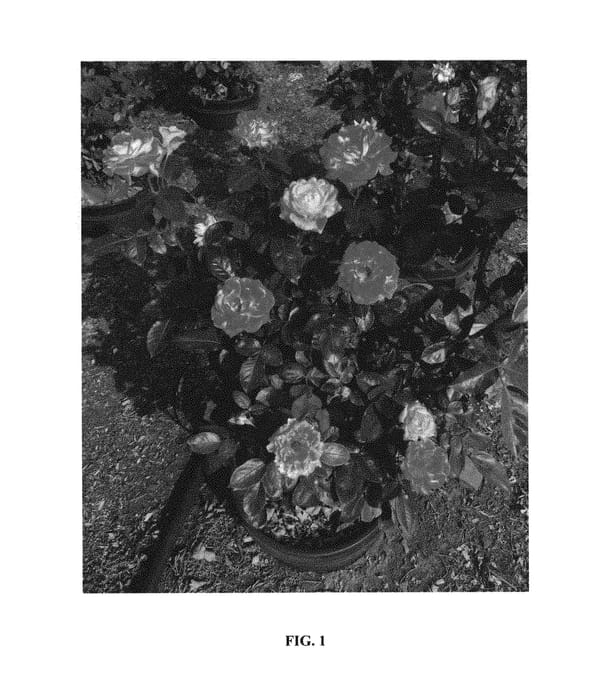 Figure 1 of US plant patent PP30624, the photograph of Elizabeth Ashley printed in the patent.