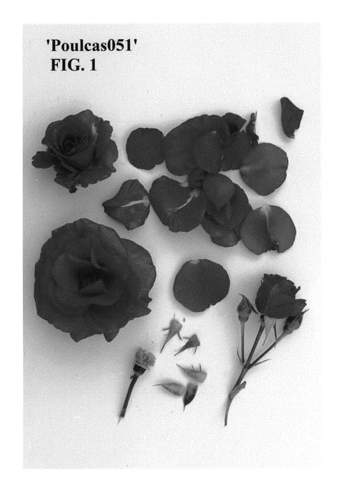 Figure 1 of US plant patent PP30625, the photograph of Poulcas051 printed in the patent.