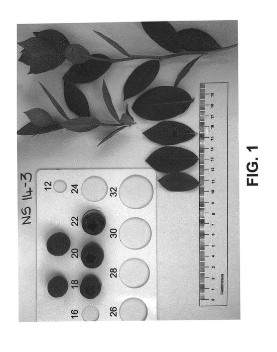 Figure 1 of US plant patent PP30626, the photograph of NS 14-3 printed in the patent.