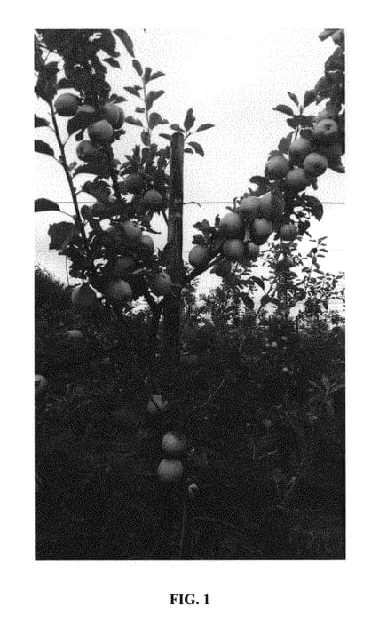 Figure 1 of US plant patent PP30627, the photograph of E756-36 printed in the patent.