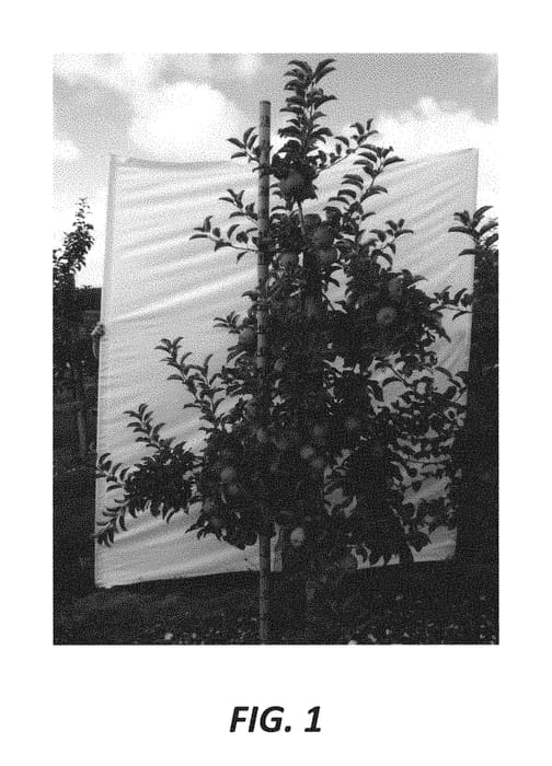 Figure 1 of US plant patent PP30628, the photograph of HC2-1 printed in the patent.