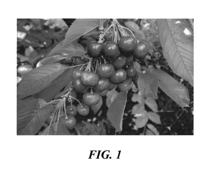 Figure 1 of US plant patent PP30629, the photograph of TF 7142 printed in the patent.
