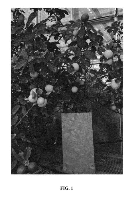 Figure 1 of US plant patent PP30630, the photograph of First Canadian printed in the patent.