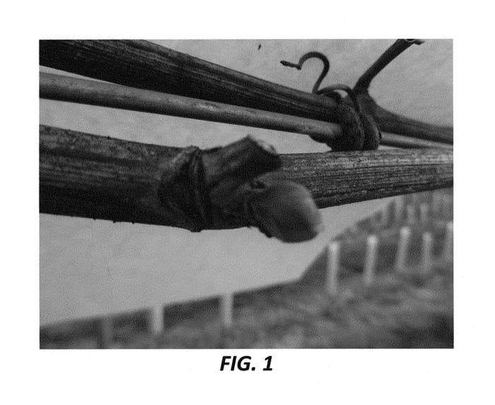 Figure 1 of US plant patent PP30631, the photograph of Verona printed in the patent.