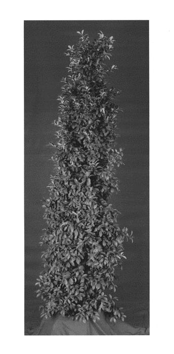 Figure 1 of US plant patent PP30632, the photograph of SAN01 printed in the patent.