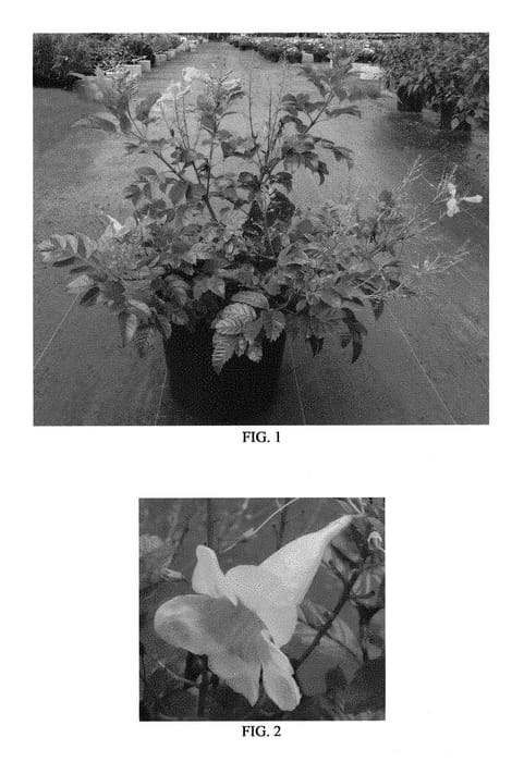 Figure 1 of US plant patent PP30633, the photograph of Balbahelor printed in the patent.