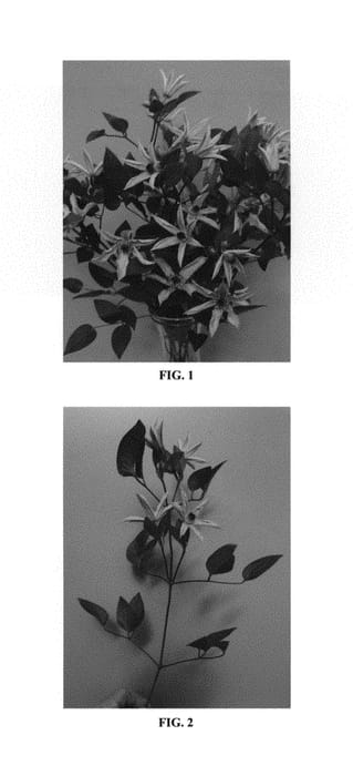 Figure 1 of US plant patent PP30634, the photograph of Zo09146 printed in the patent.